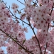 らくうまごはん