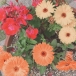 えむえむむෆ